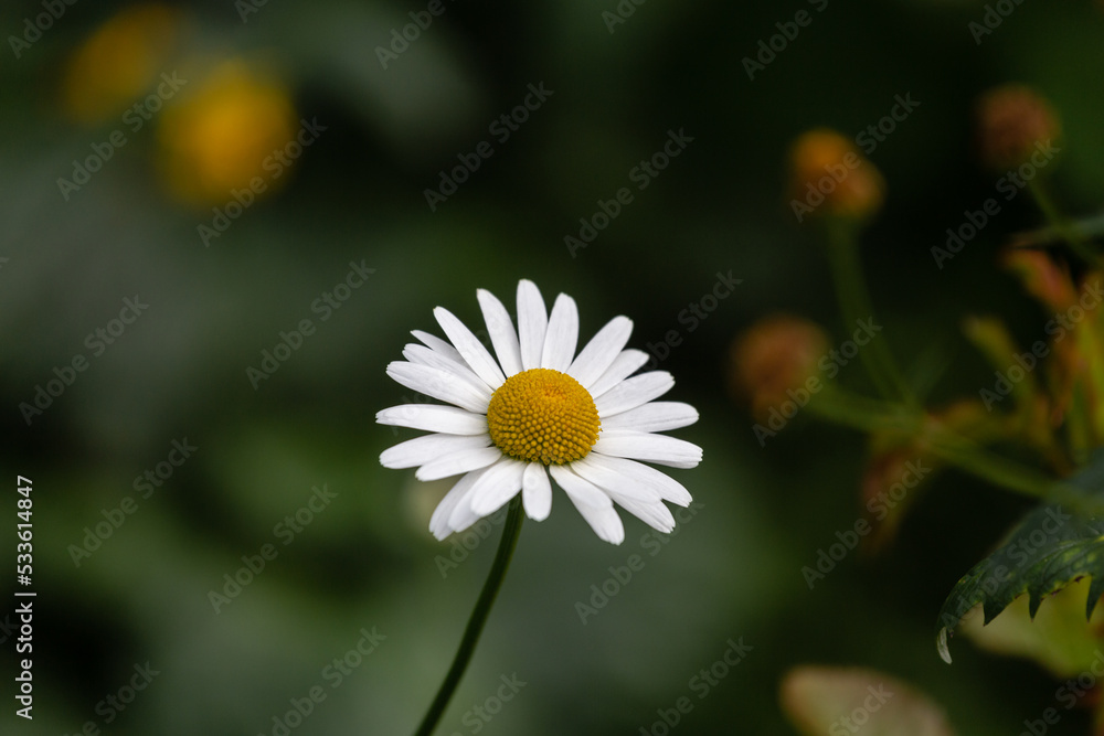 Obraz premium chamomile on a dark green background close-up