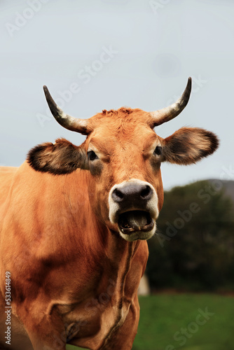cow sticking out its tongue