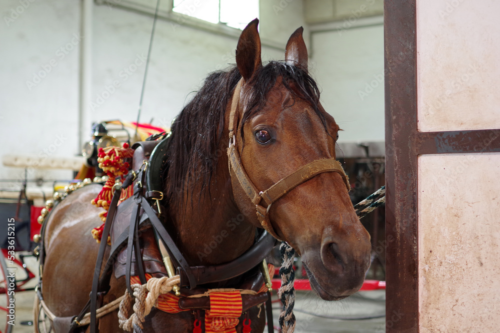 Fototapeta premium Portrait d'un cheval harnaché pour l'attelage