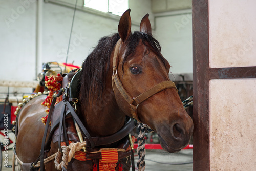 Fototapeta Naklejka Na Ścianę i Meble -  Portrait d'un cheval harnaché pour l'attelage
