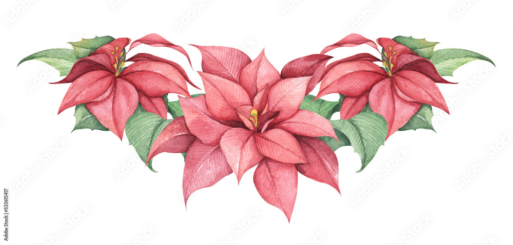 Red Christmas poinsettia flowers. Watercolor illustration. Botanical illustration for design, print or background.