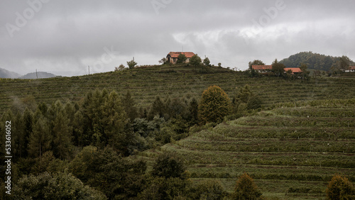 Herbstliche Landschaft in den Weinbergen, Pituj, Slowenien