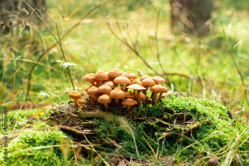 Mushrooms on the stump. Mushrooms in the autumn forest. Sunny day. Mushrooms on the stump. Mushrooms in the autumn forest. Sunny day.