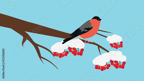 Bullfinch on a snow-covered rowan branch, illustration