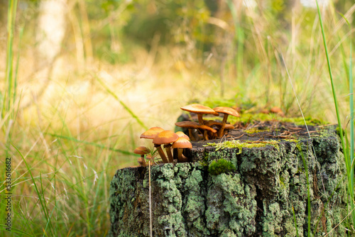 Mushrooms on the stump. Mushrooms in the autumn forest. Sunny day.