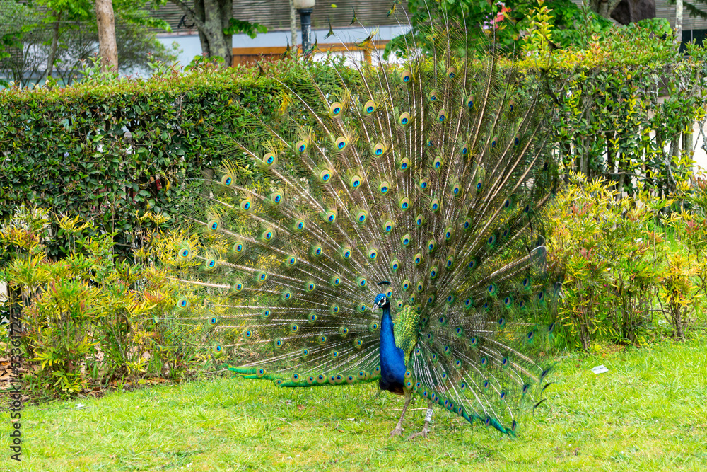 Obraz premium Peacock in a park in Porto, with all its blue and green plumage.
