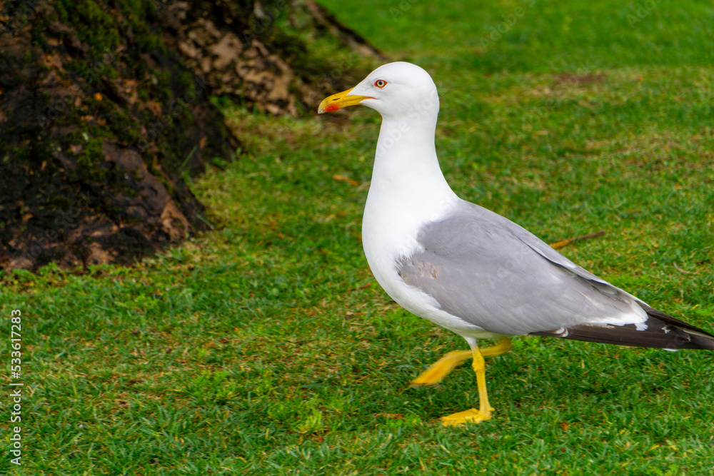 Seagull walking on top of the green grass, looking for food. Seagull walking on top of the green grass, looking for food.