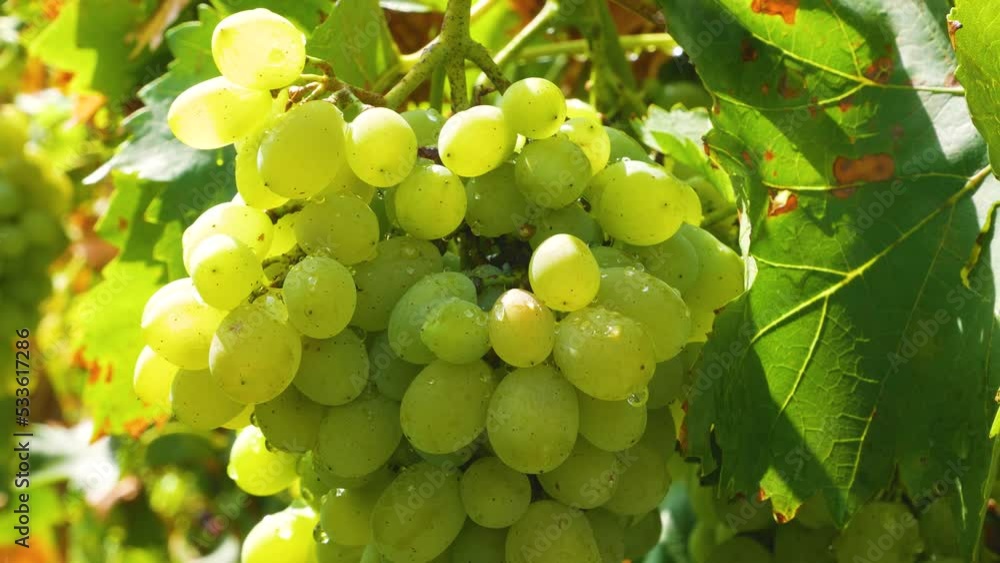 Large juicy ripe clusters of white grapes hang on the vine in the vineyard. Bunches of grapes are illuminated by the sun. Panorama. Grape harvesting in autumn. Vitamin dessert, raw materials for