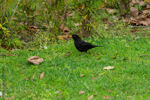Black bird looking for food among the green grass
