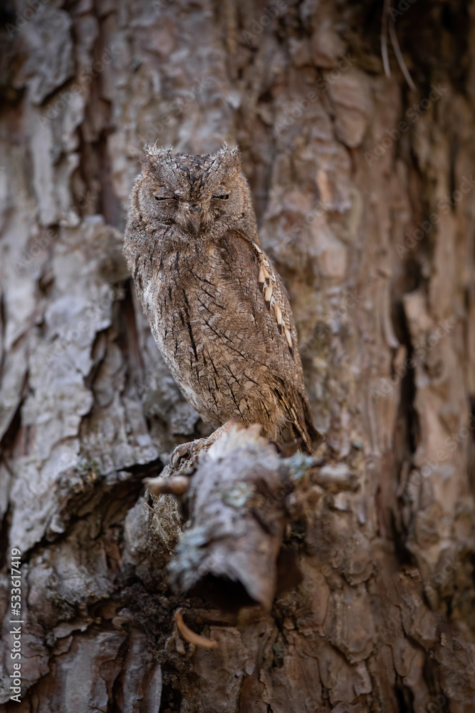 Eurasian scops owl, otus scops, hiding and sleeping on a tree thanks to mimicry. Animal wildlife in natural environment. Camouflage of bird in nature.