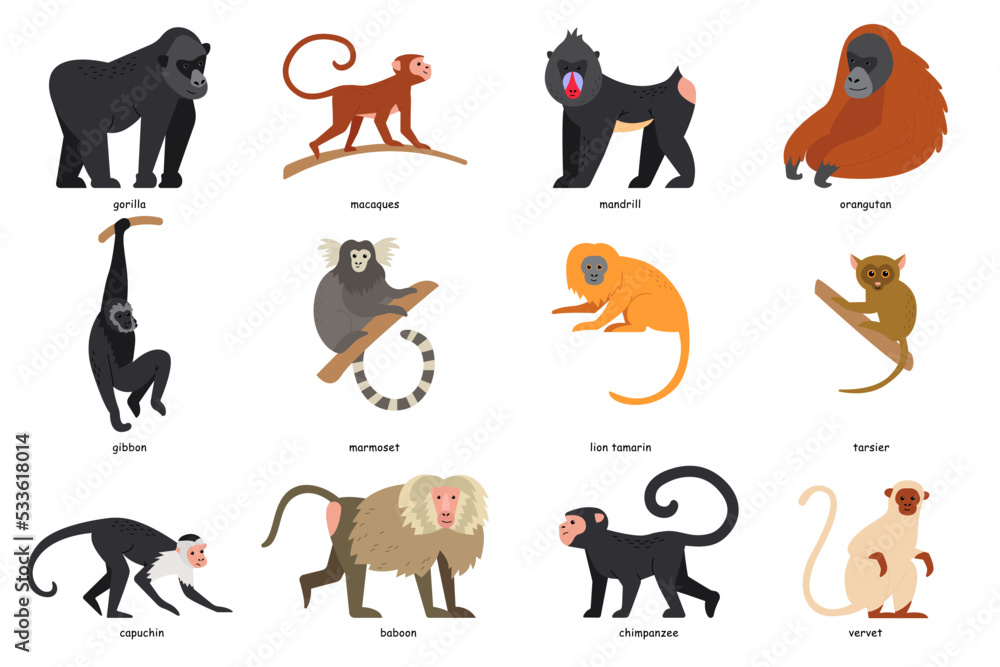 Set of monkey breeds. Cartoon gorilla, gibbon, capuchin, baboon, marmoset, mandrill