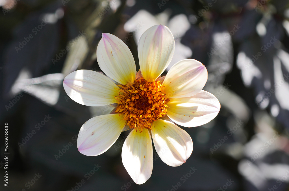 Flower of the dahlia in close-up against a dark background.
Flower of the dahlia in close-up against a dark background.
