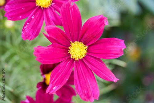 Cosmea pink flower. Plant closeup. 