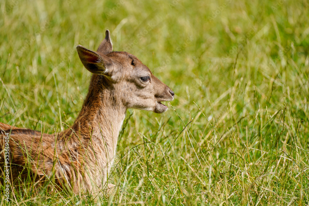 Fallow deer on a green meadow. Dama dama.
Fallow deer on a green meadow. Dama dama.