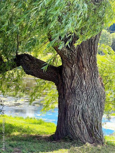 Willow tree standing near the on a shore of the river. Summer landscape.