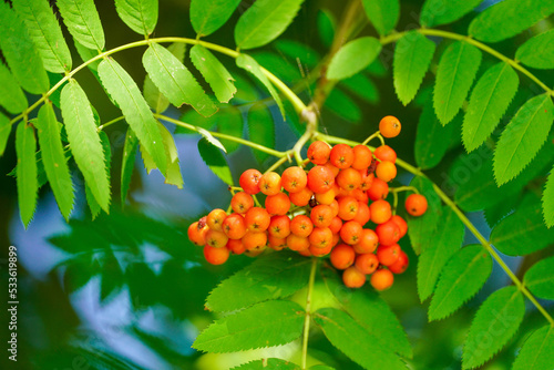 Fotografía Red, ripe mountain ash berries