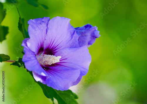 Blossom of the rose mallow. Hibiscus plant close-up. Purple flower against a green background.