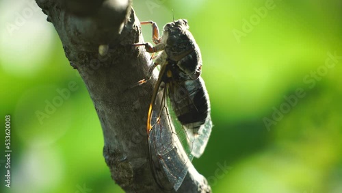 A cicada sits on a fig tree on summer, closeup shot. Singing loudly to call the female. Intense buzzing of cicadas. Cicada Lyristes plebejus. Selective focus photo