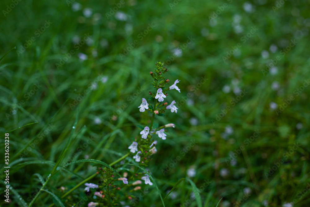 small flowers being born in the forest grass small flowers being born in the forest grass