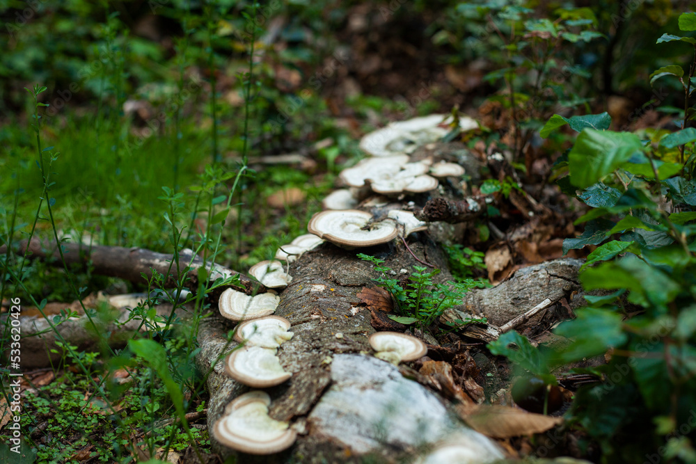 mushrooms on a tree in the forest mushrooms on a tree in the forest