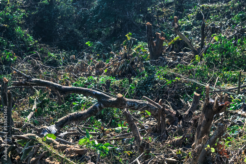 Obraz premium Big and healthy trees are cut from the root. Logs are carved and cut from the green forest. Forest cut down. The wood industry is destroying the forest. Ecological disaster. Deforestation.