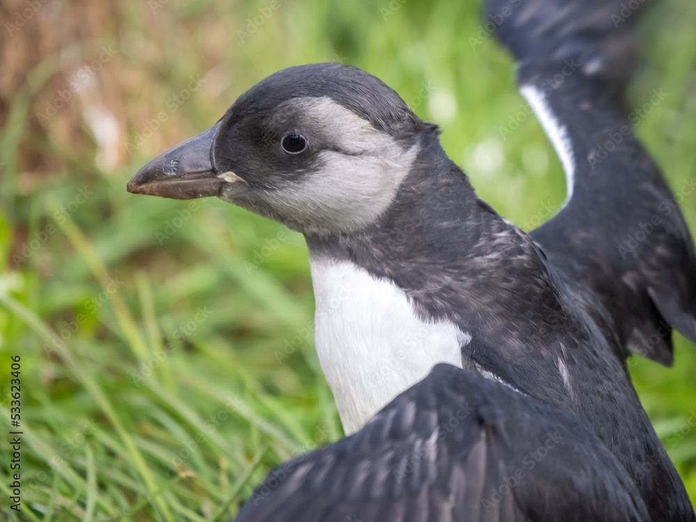 Fototapeta premium Newborn Atlantic puffin chick (pufflin) emerging from its burrow and stretches its wings, Borgarfjörður eystri, Eastern Iceland