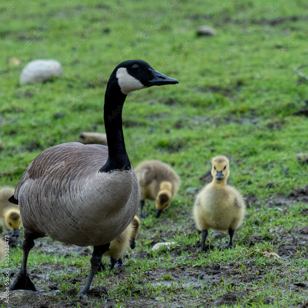 goose on the grass with its duckings goose on the grass with its duckings