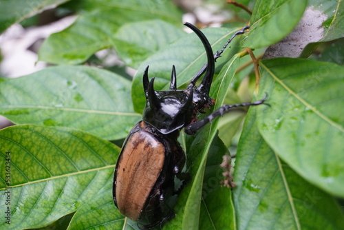 (Eupatorus gracilicornis) Five-horned rhinoceros beetle also known as Hercules beetles, Selective focus, blurred nature green background.  © Panchanit