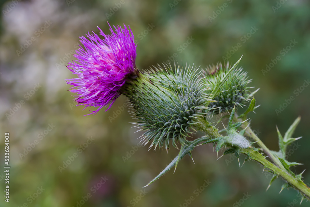 Flower of thistle on a dark blurred background, close-up Flower of thistle on a dark blurred background, close-up