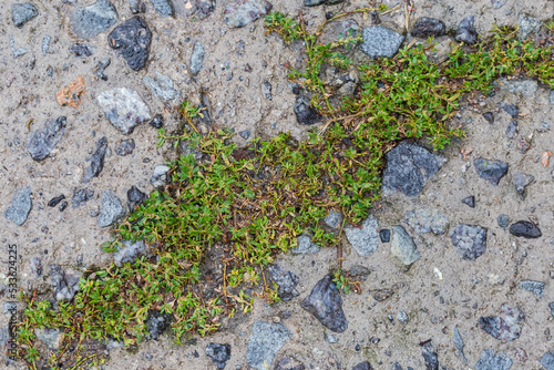 Wet knotgrass growing in crack of the concrete patch photo