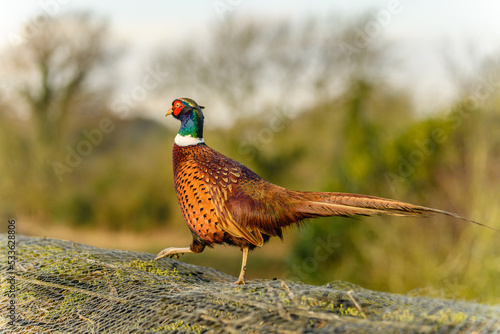pheasant male in the wild