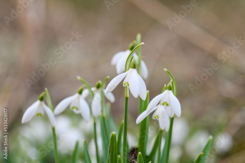 snowdrop flowers in the forest © lisa gray