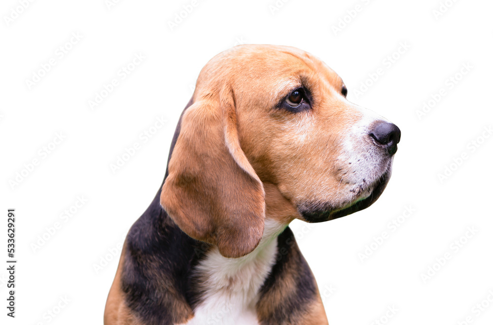 beagle dog looks seriously, face close-up