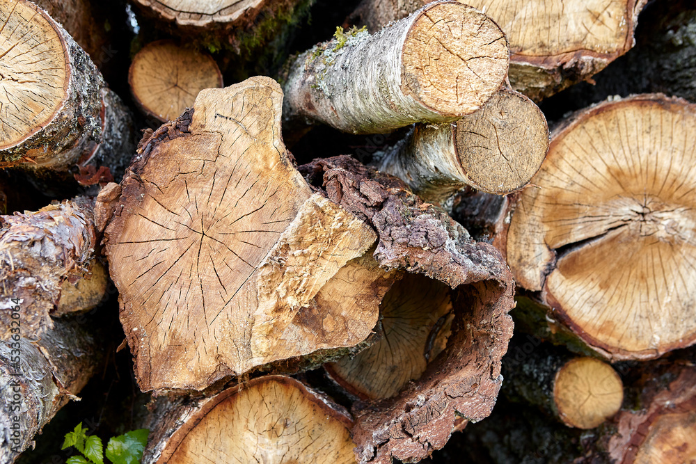 birch logs. a lot of firewood, fallen trees, a lot of logs are lying on the ground in the nature of a sawmill. birch logs. a lot of firewood, fallen trees, a lot of logs are lying on the ground in the nature of a sawmill.