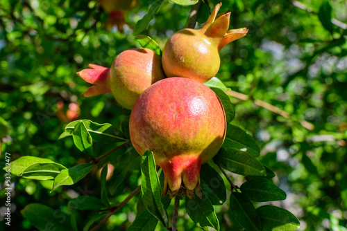 Small raw pomegranate fruits and green leaves in a large tree in direct sunlight in an orchard garden in a sunny summer day, beautiful outdoor floral background photographed with selective focus.