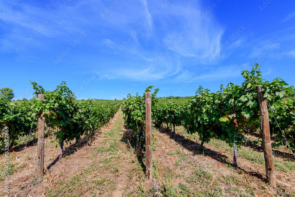 Row with large plants with many ripe organic grapes and green leaves in vineyard in a sunny autumn day .