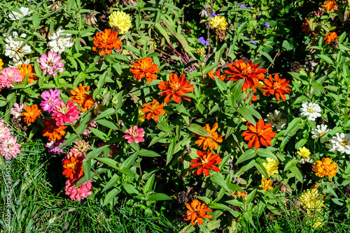 Many beautiful large vivid pink, orange, red and white zinnia flowers in full bloom on blurred green background, photographed with soft focus in a garden in a sunny summer day