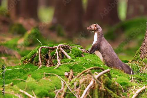 beech marten (Martes foina), also known as the stone marten is in the woods on the moss © michal