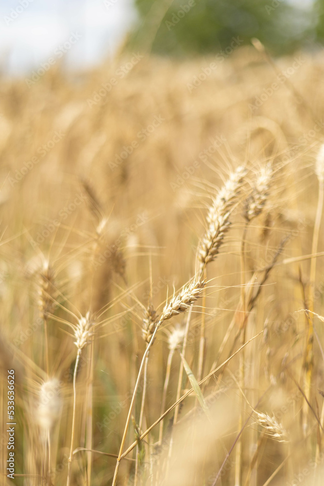 Wheat golden field ready to nourish some hungry people and a rustic scenery perfect for making pictures Wheat golden field ready to nourish some hungry people and a rustic scenery perfect for making pictures