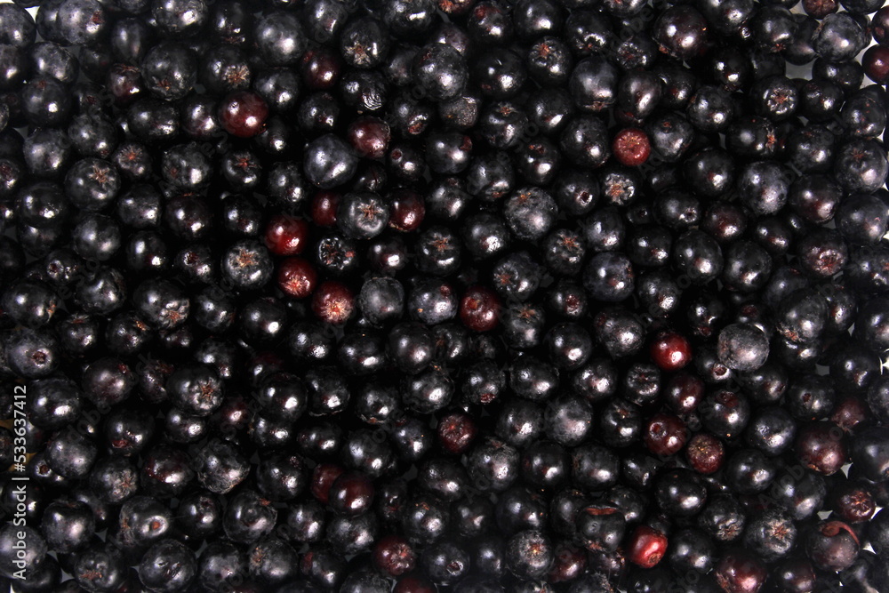 Background of fresh black chokeberry. Black aronia, black berry background Background of fresh black chokeberry. Black aronia, black berry background