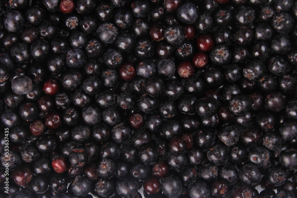 Background of fresh black chokeberry. Black aronia, black berry background Background of fresh black chokeberry. Black aronia, black berry background
