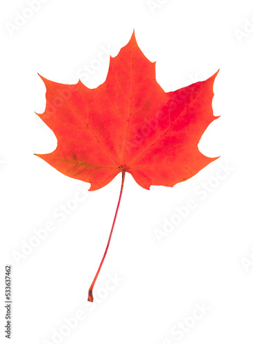 Red maple leaf isolated on transparent background.