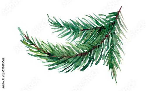 Watercolor pine branch. Watercolor illustration