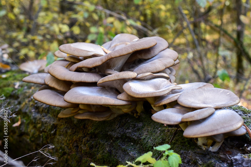 Oyster mushroom in wrinkles and cobwebs on a log covered with moss