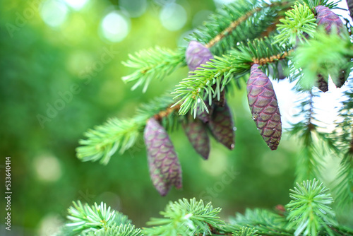 Spruce with cones. Young picea mariana on green background. Needles and purple cones photo