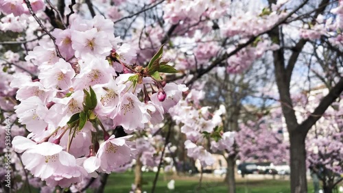 Wallpaper Mural Cherry Blossoms In Spring Torontodigital.ca