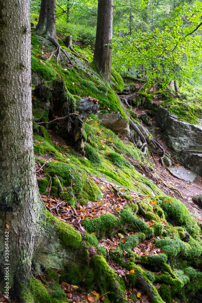 moss covered rocks in the mountain forest moss covered rocks in the mountain forest