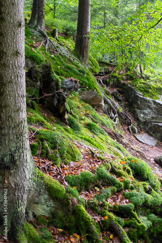 moss covered rocks in the mountain forest