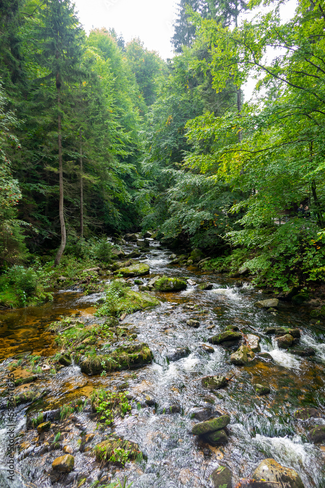 stream in the woods stream in the woods
