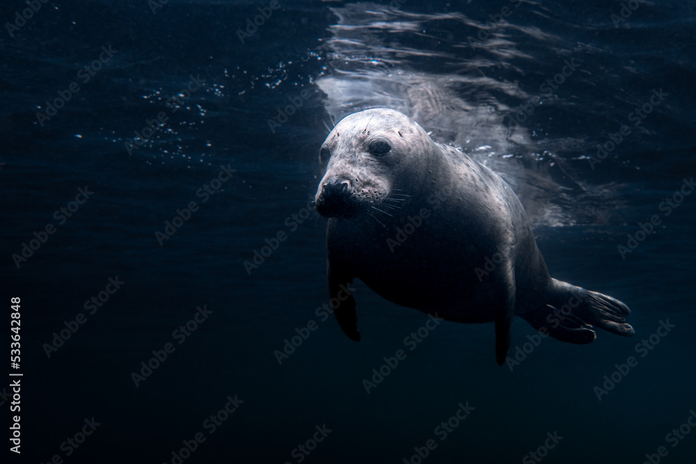 Naklejka premium Seals swimming around underwater